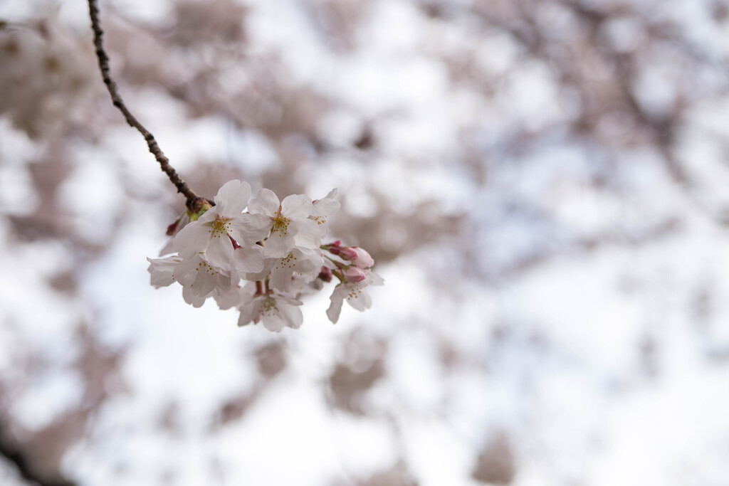 上牟田公園の桜２
