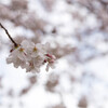 上牟田公園の桜２