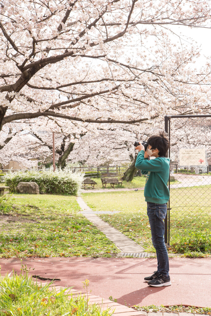 上牟田公園の桜４