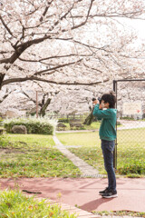 上牟田公園の桜４