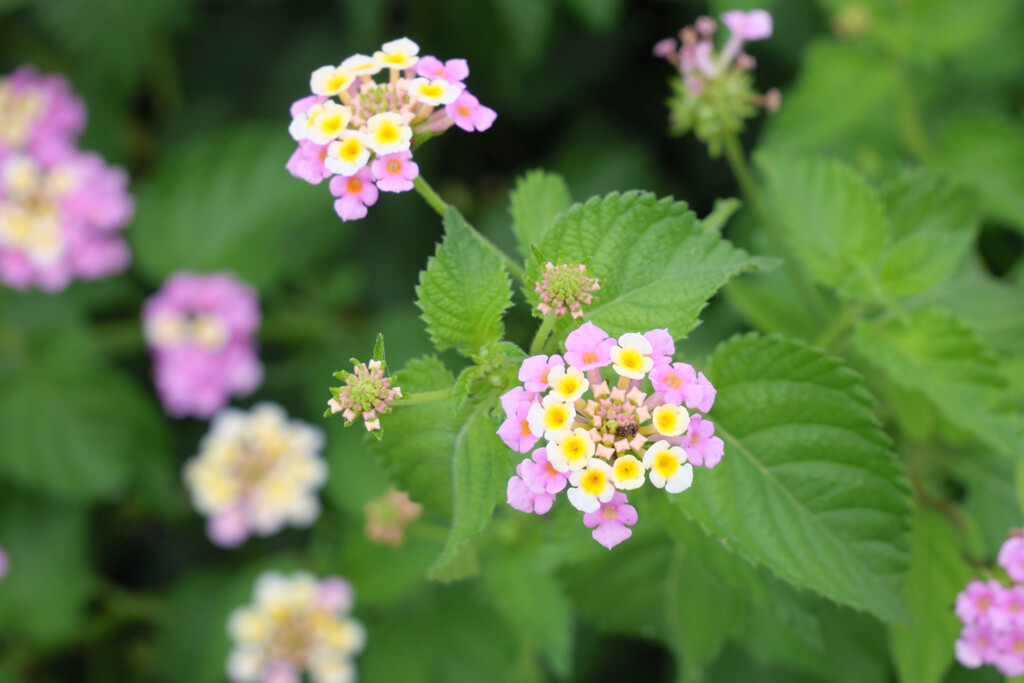道端のきれいな花