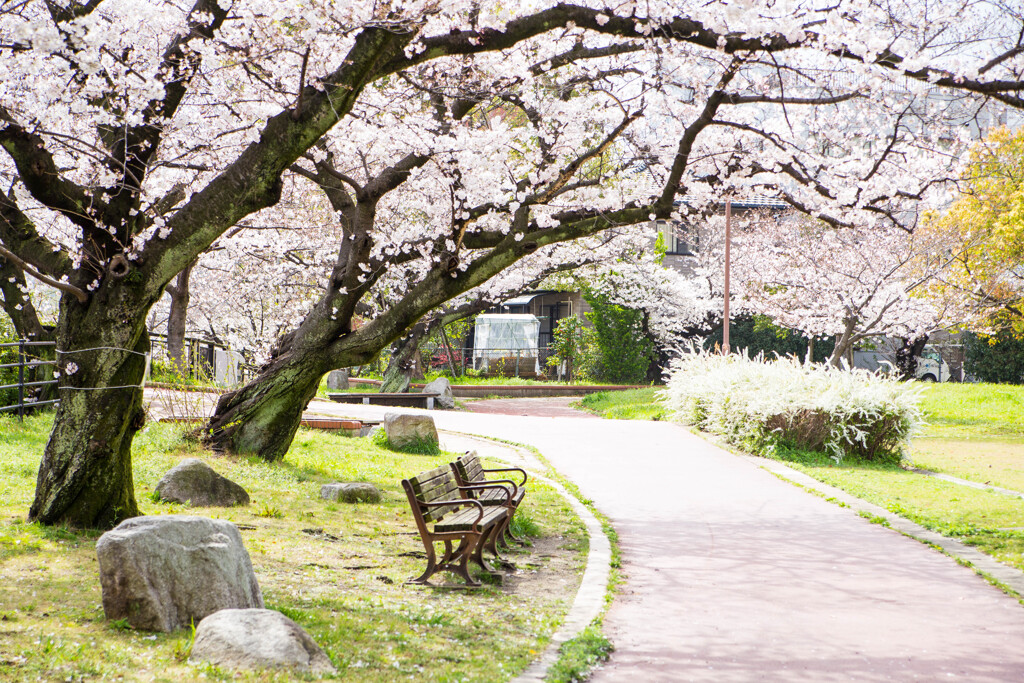 上牟田公園の桜６