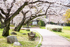 上牟田公園の桜６