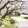 上牟田公園の桜６