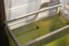 我が家のメダカ