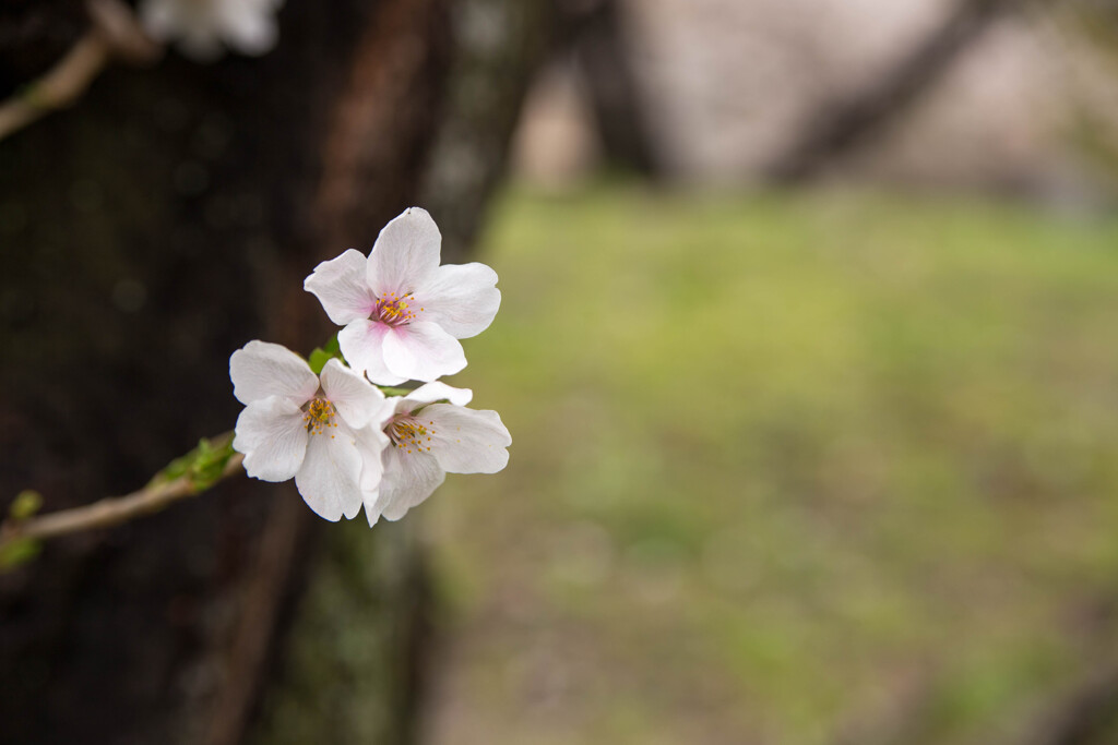 上牟田公園の桜