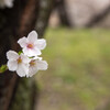上牟田公園の桜