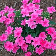 庭の花