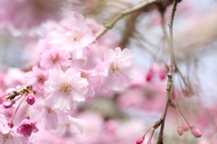 しだれ桜