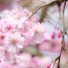 しだれ桜