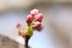 桜のつぼみ