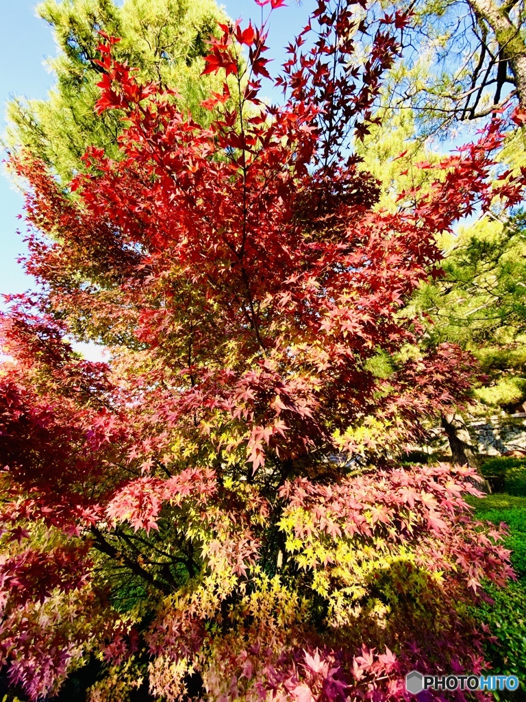 紅葉樹林