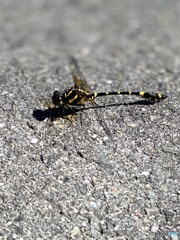 _dragonfly_