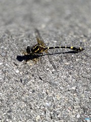 _dragonfly_