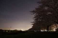 夜の桜が見たくなって・・・真っ暗でした
