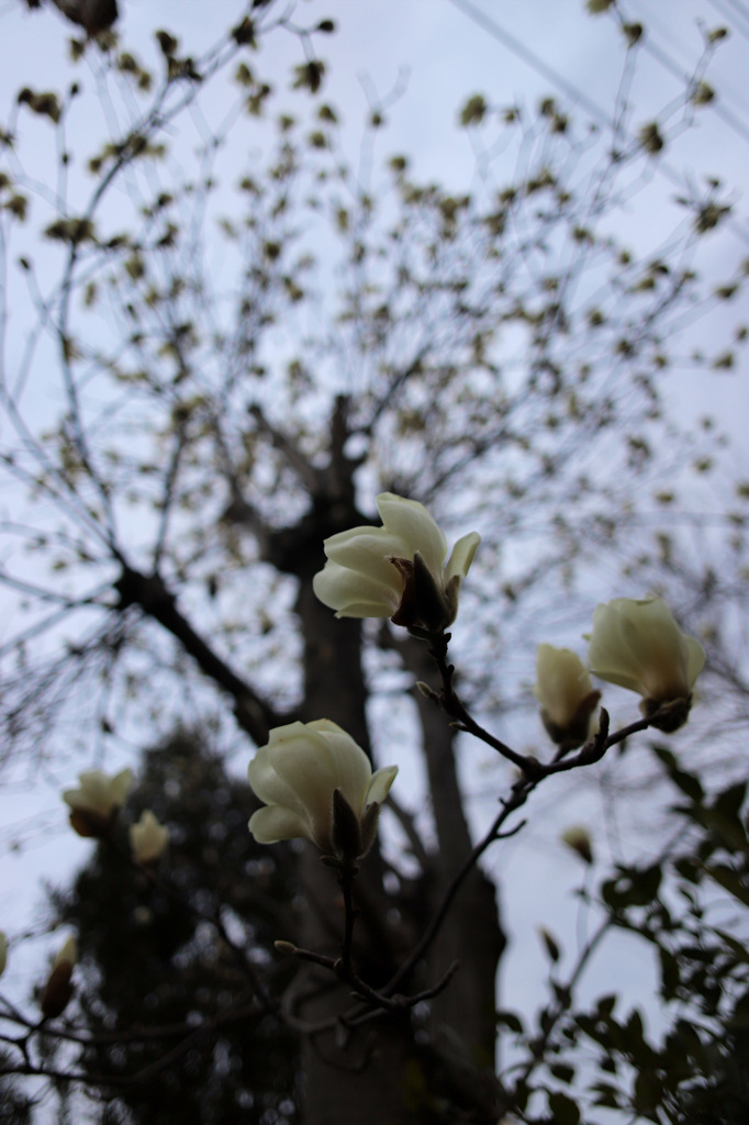朝のお散歩の一コマ