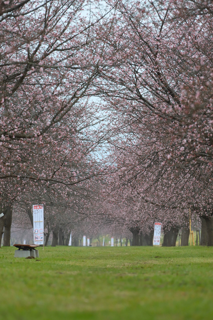 安行寒桜