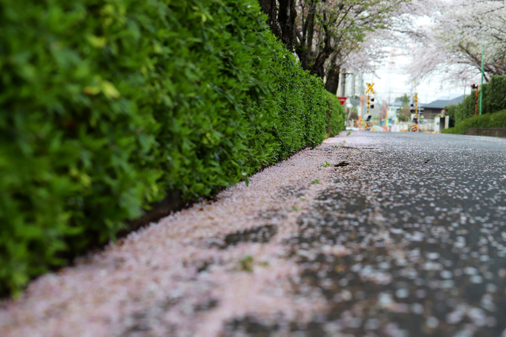 朝のお散歩の一コマ