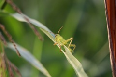 朝のお散歩の一コマ