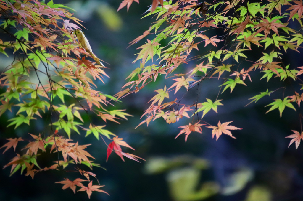 朝のお散歩の一コマ