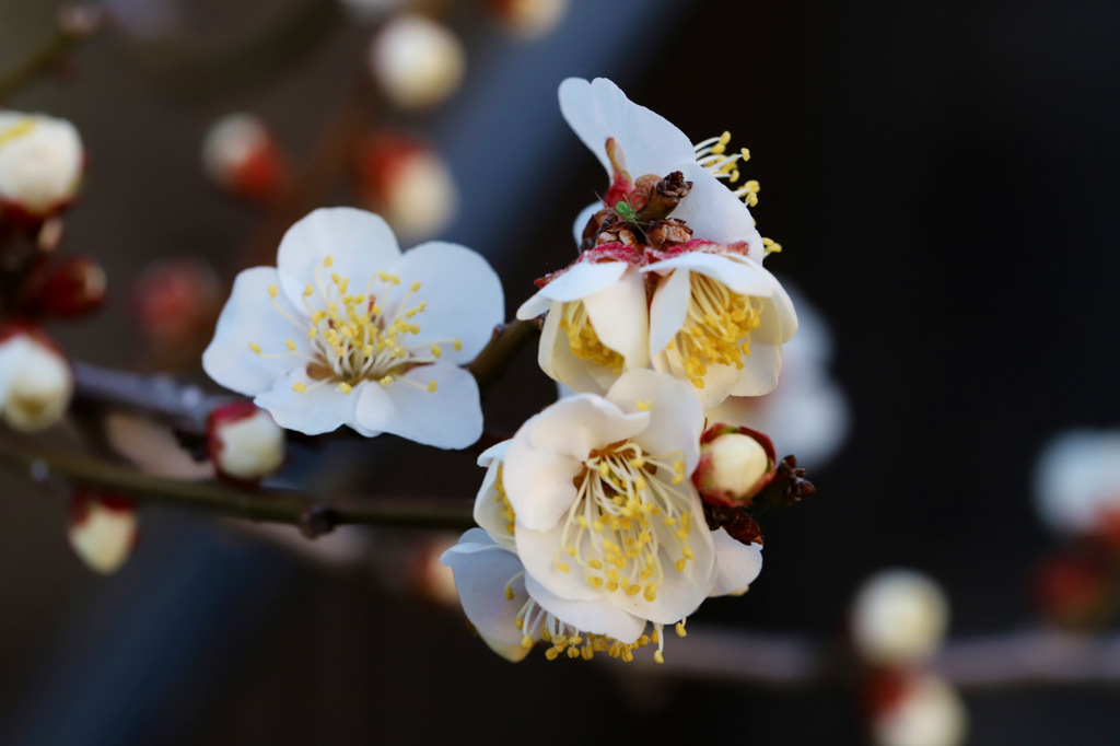 緑色の蜘蛛が隠れていました