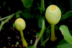 プランターに黄色いキノコが生えていたのでつい