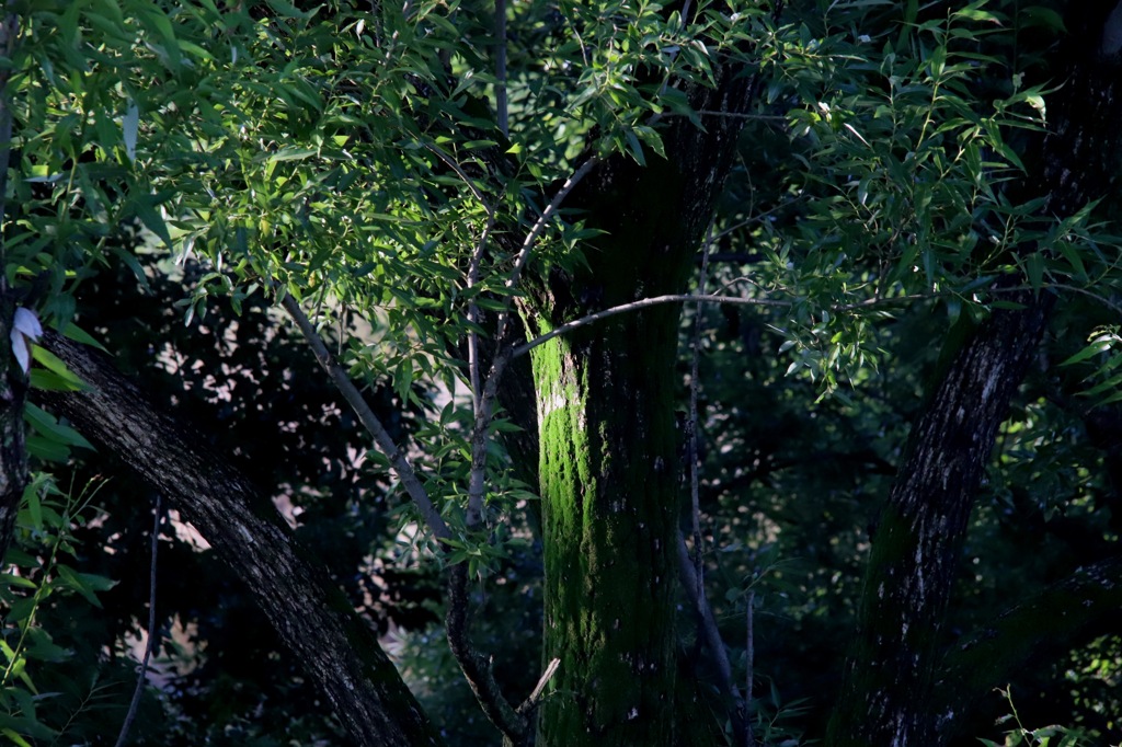 苔の緑が深かったのでつい
