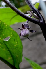 もうすぐ実りの茄子がくる