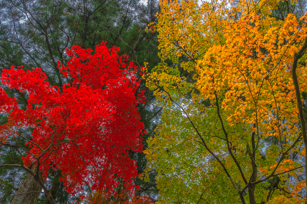 欲張り紅葉