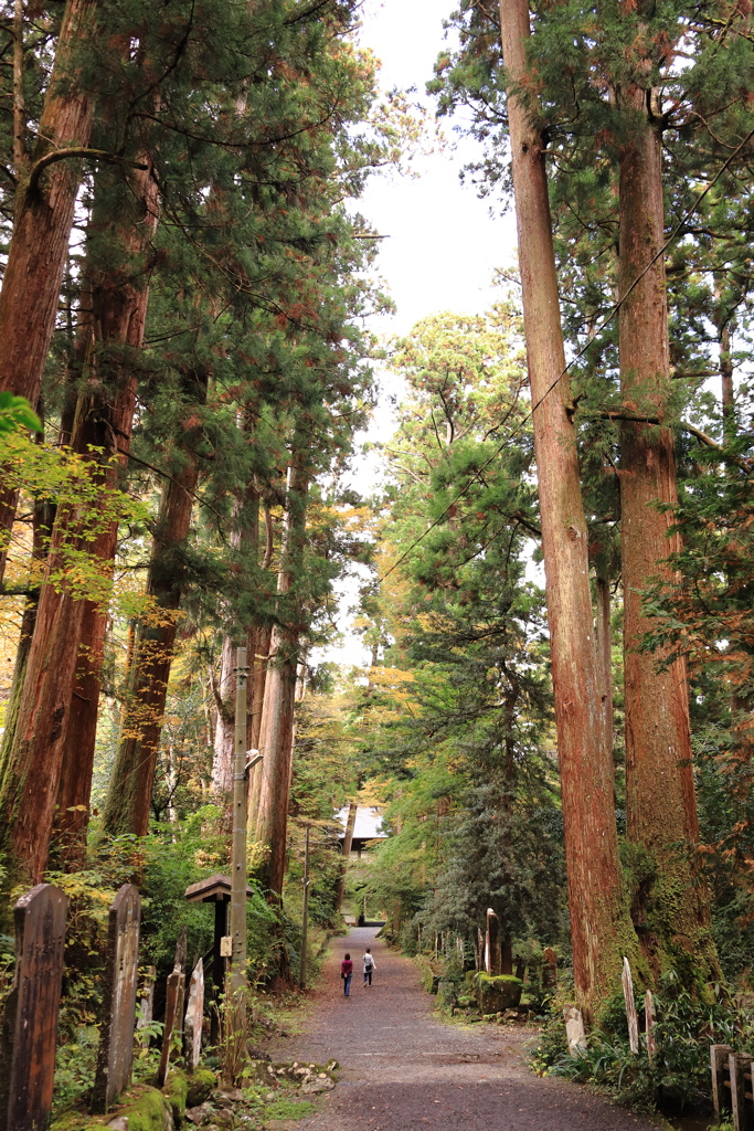 最乗寺　参道（１）