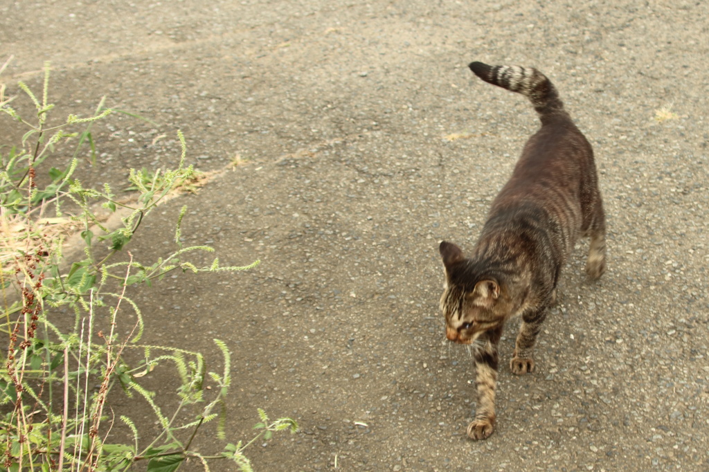 地域猫　キジトラ２