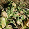 冬の畑　白菜