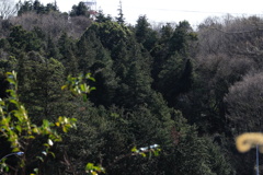 玄海田公園　向こうの森２