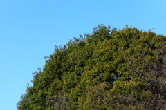 玄海田公園　こんもりした木