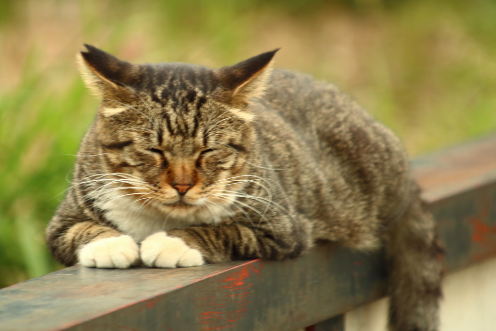 地域猫　キジトラ