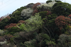 くりはま花の国　向こう側の山ー３