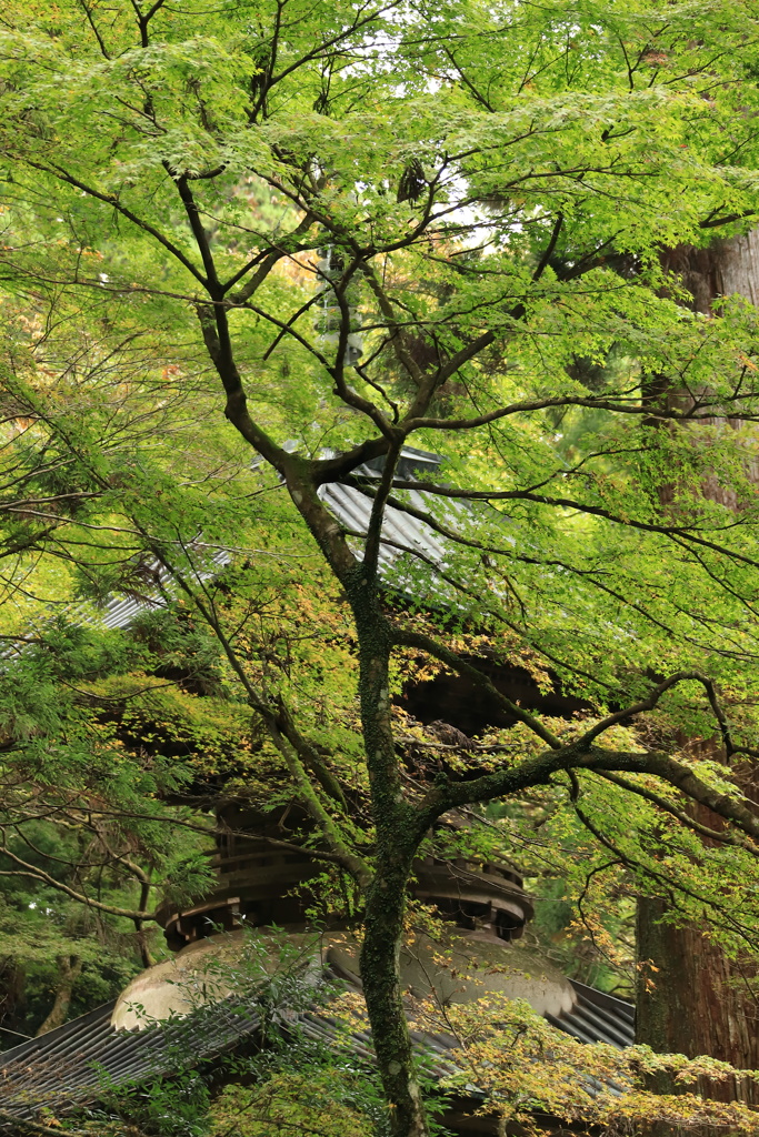 最乗寺　多宝塔（２）