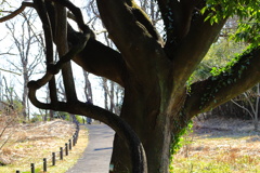 玄海田公園　太すぎる蔦