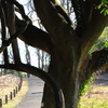 玄海田公園　太すぎる蔦