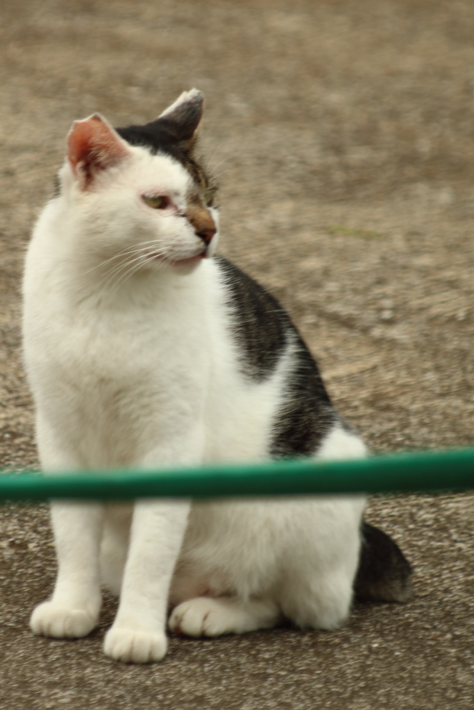 地域猫　ハナグロ