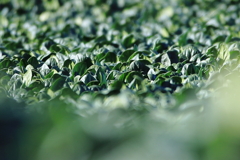 冬の畑　ほうれん草２