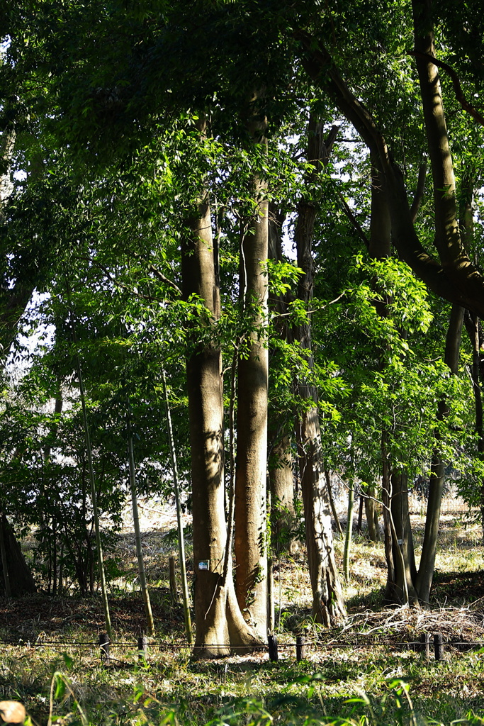 玄海田公園　双子の木