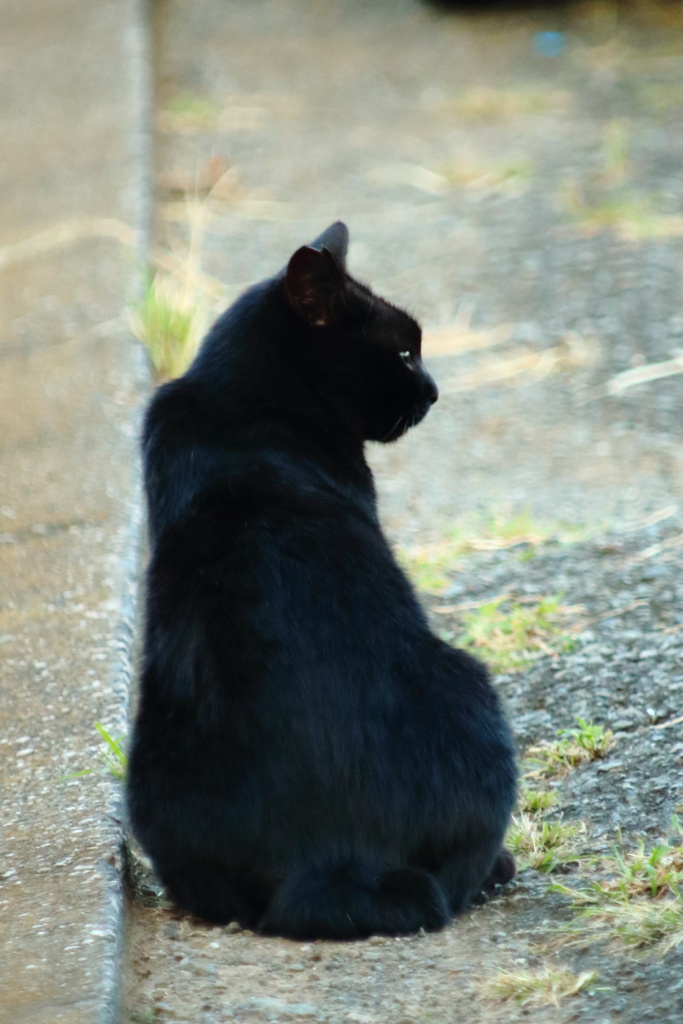 地域猫　くろ