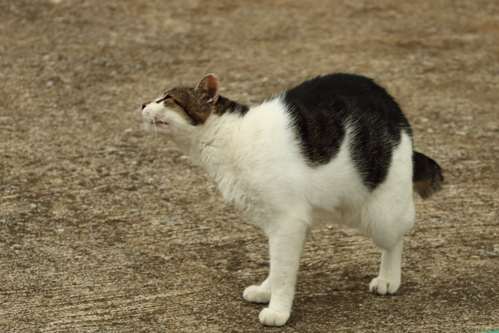 地域猫　シロクロ