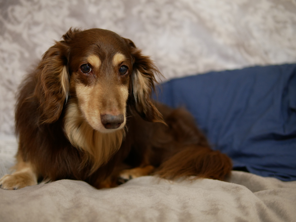 Good Morning Good Morning