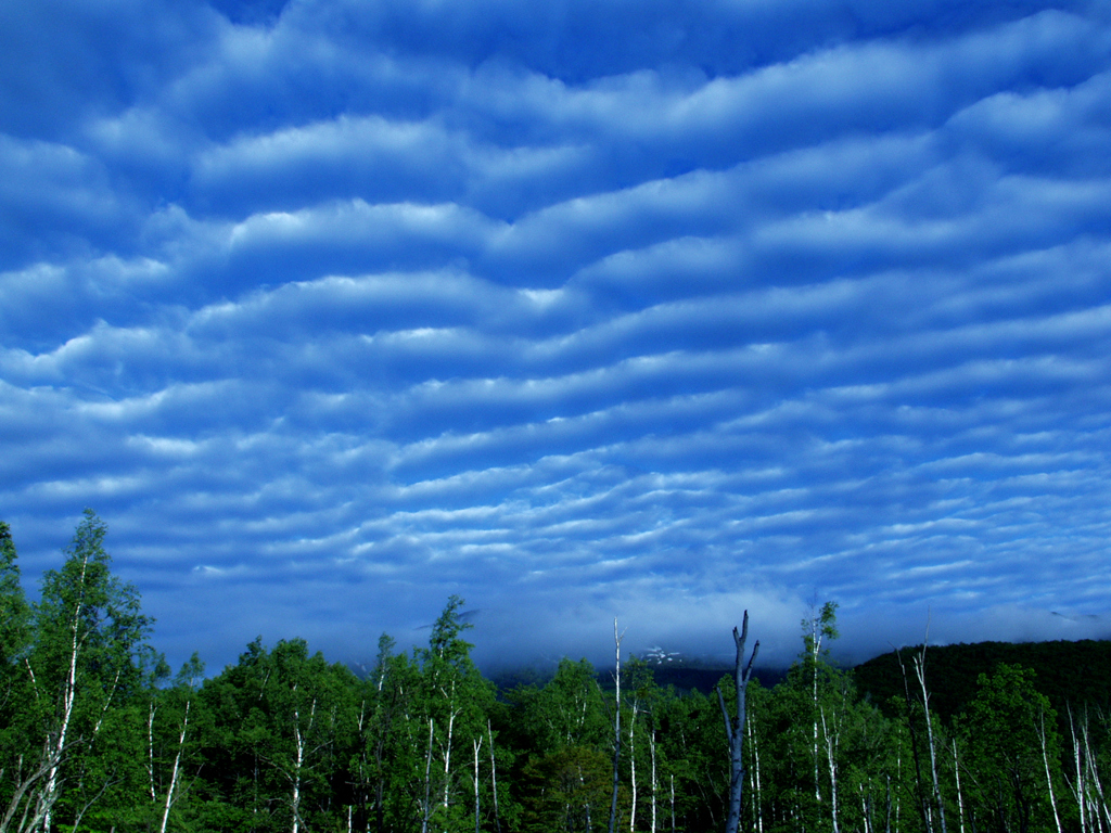 うろこ雲　空一面に