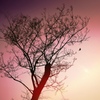 Spring unfolds around us in our quaranti