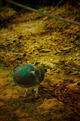 pigeons know how to do social distancing