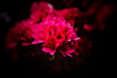 The color of passion