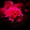The color of passion
